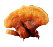 Houba REISHI